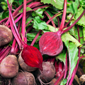 Beetroot - Fresh - Gower - Bunch