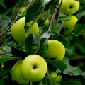 Apples - Bramley Cooking - British - Pack