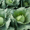 Cabbage -Green Gower- Each