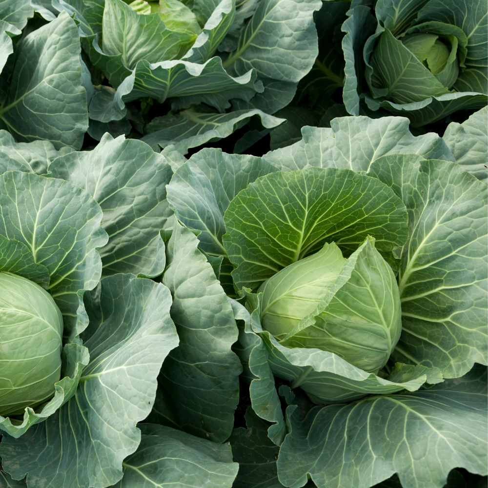 Cabbage - Green - Gower - Each