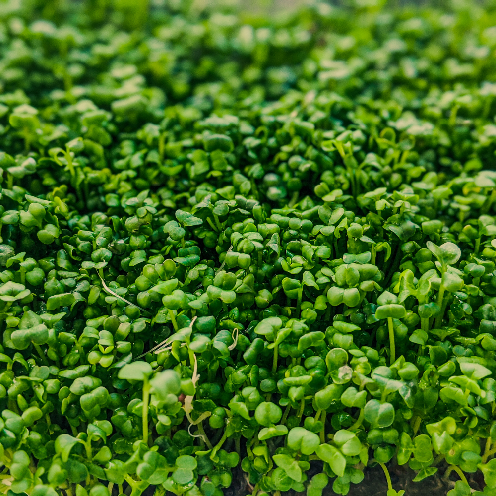 Cress - Mustard - Punnet