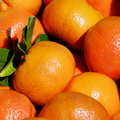 Seedless Easy Peelers - Pack