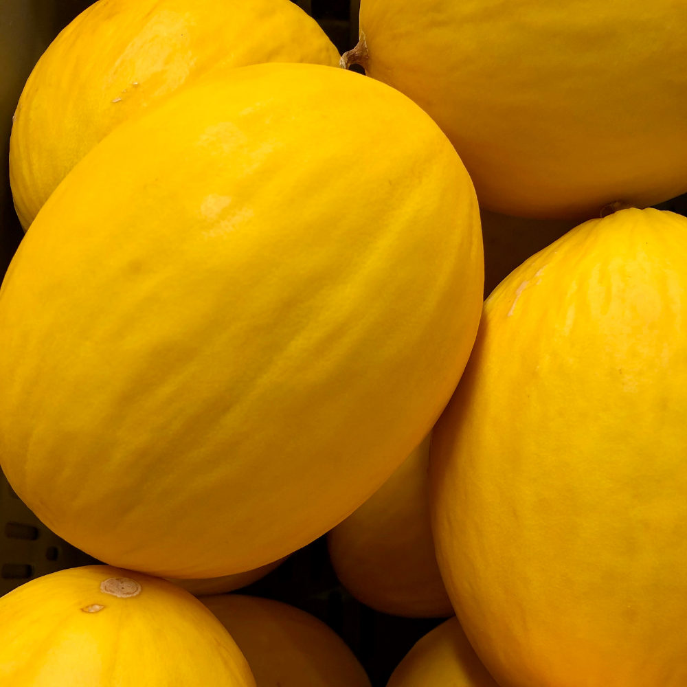 Melon - Honeydew - Each