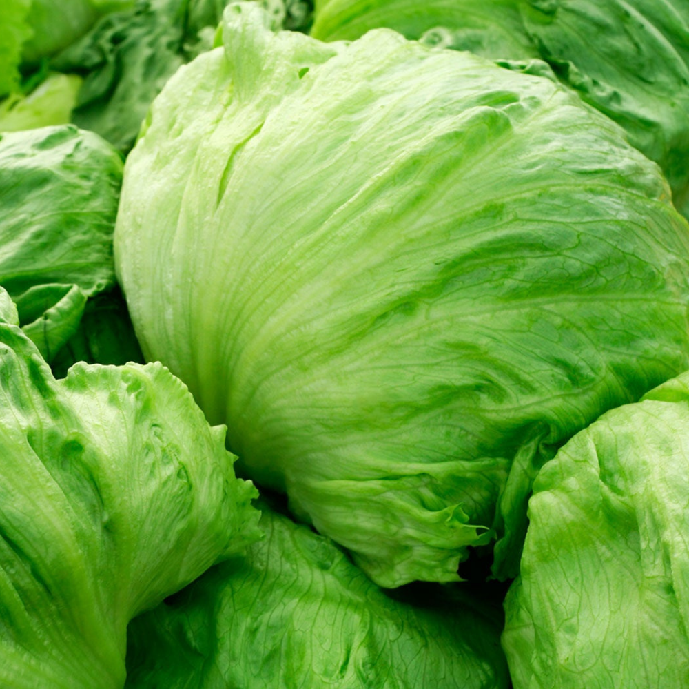 Iceberg Lettuce - British - Each
