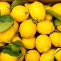 Lemons - Pack of 3