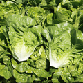 Lettuce - Little Gem - British - Pack