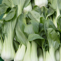 Pak Choi - Pack