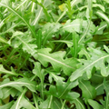 Lettuce - Rocket - Pack