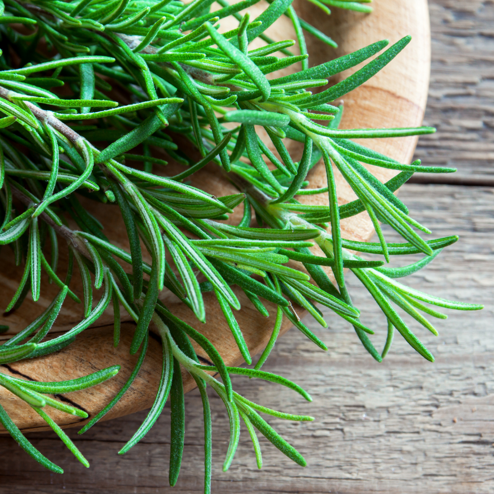 Fresh - Rosemary - Pack