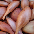 Shallots - Pack
