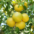 Grapefruit - Each