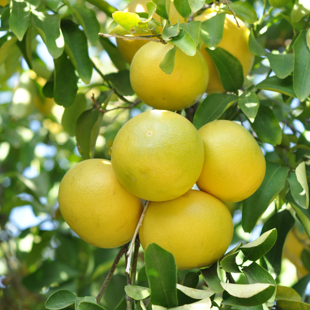 Grapefruit - Each